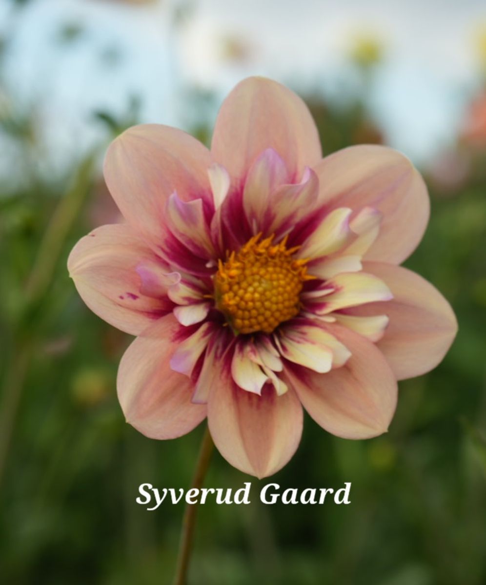 Dahlia Rhubarb & Custard Nyhet 2026