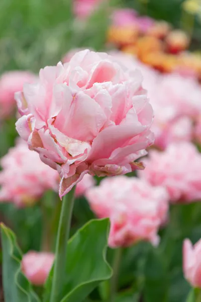 Hovedbilde Tulipan Dreamer 5 stykk