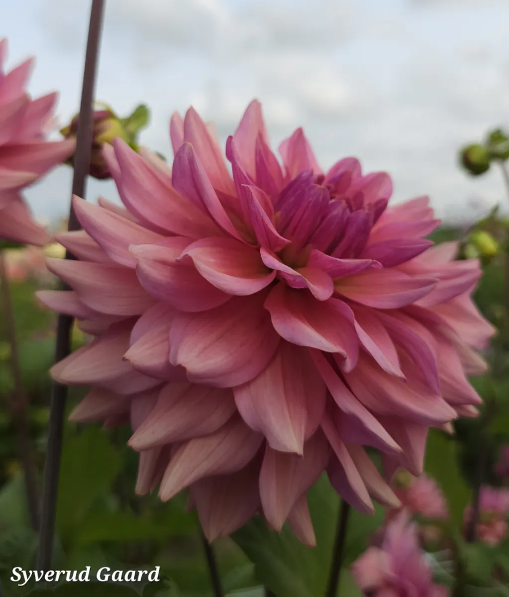 Dahlia La Belle Epoque 