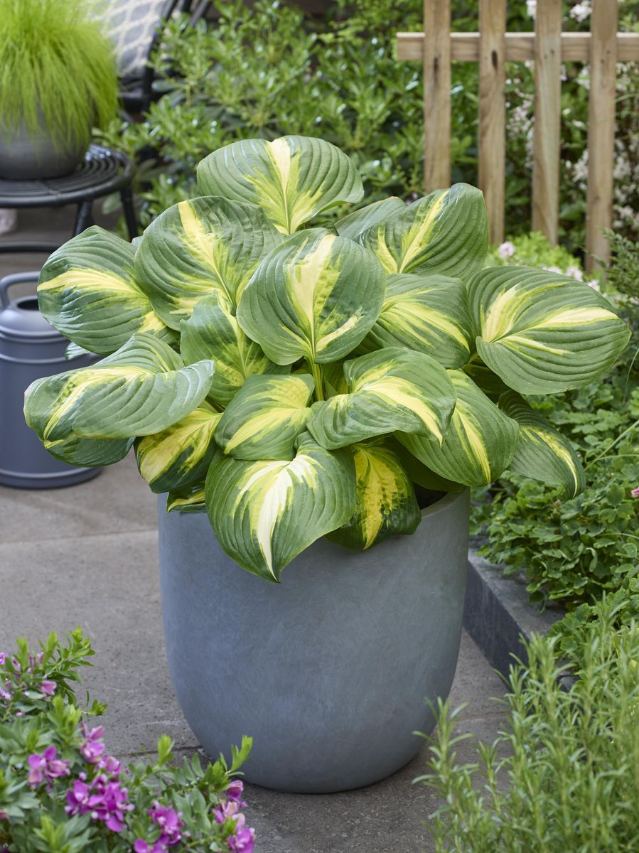 Hosta Heatwave Harmony 1 stykk Nyhet