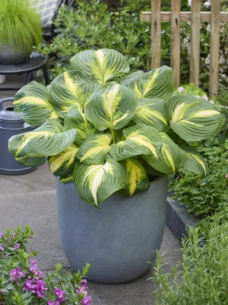 Hovedbilde Hosta Heatwave Harmony 1 stykk Nyhet