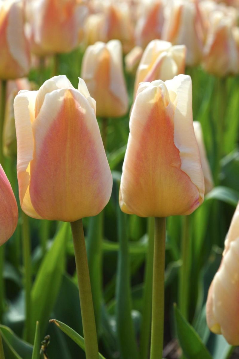 Tulipan Apricot Pride 10 stykk 