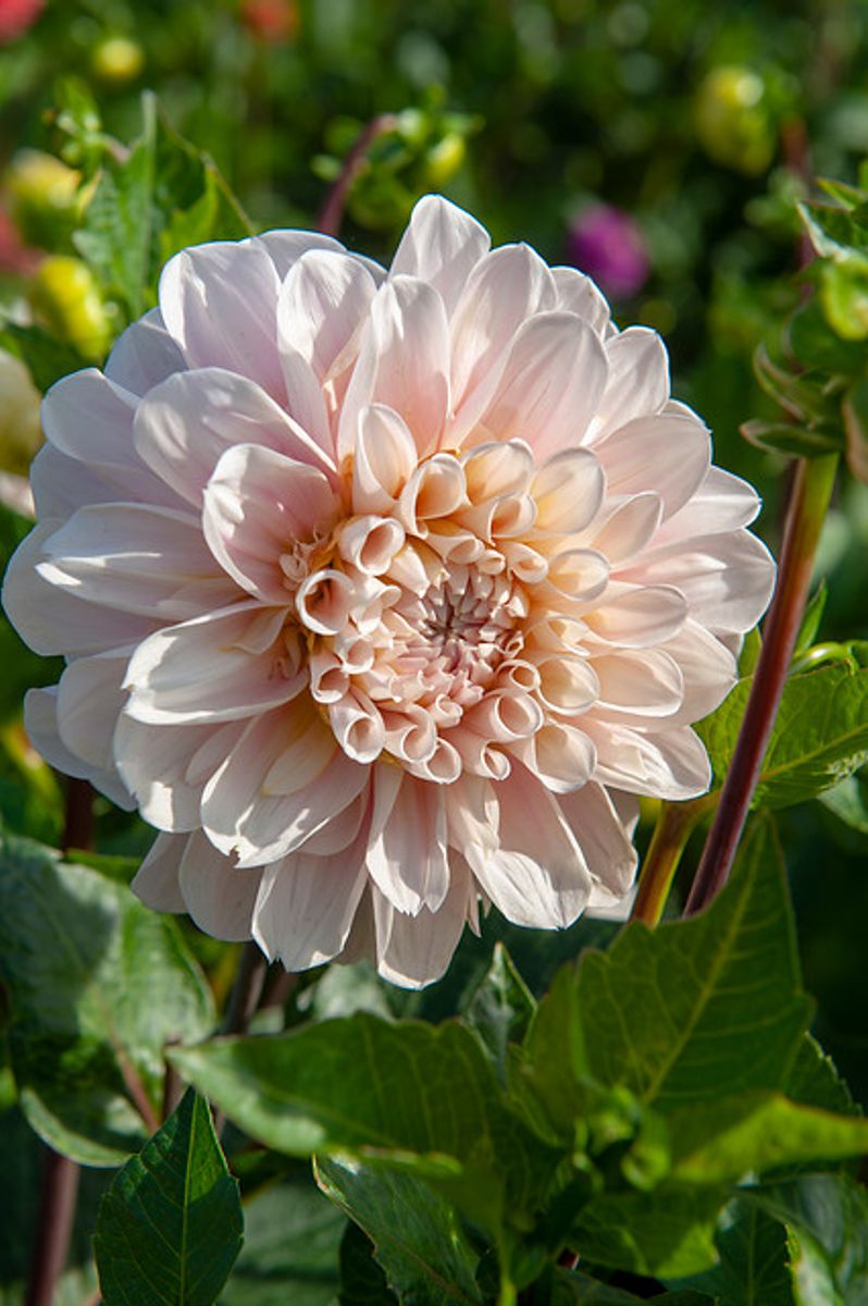 Dahlia Sweet Nathalie 