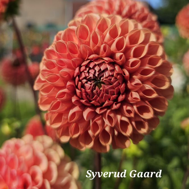 Hovedbilde Dahlia Comet 