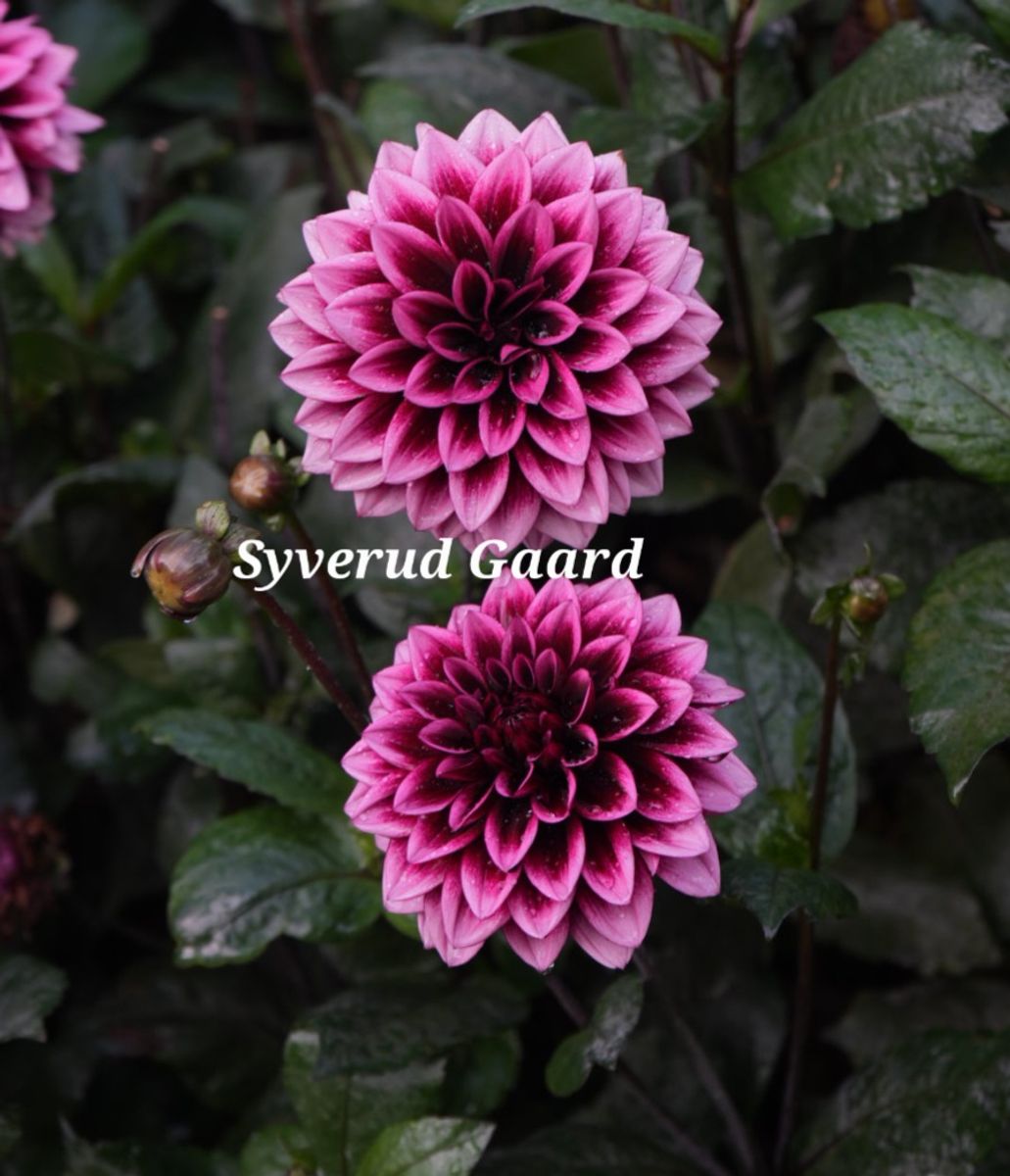 Dahlia Davina Michelle Nyhet 2026