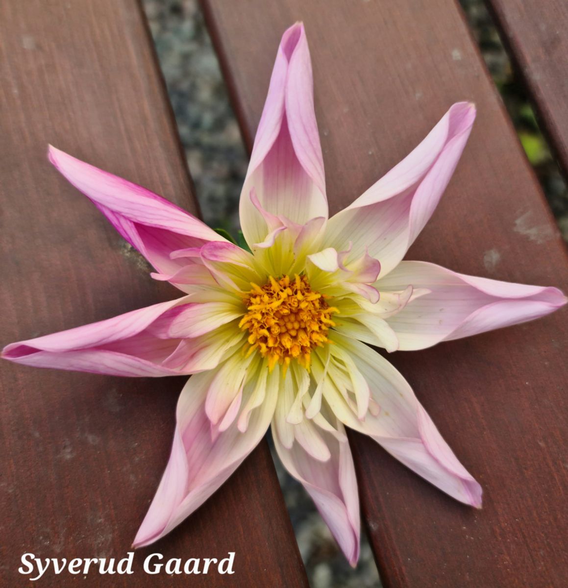 Dahlia Fancy Pants Nyhet 2026