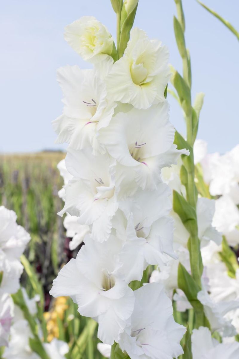 Gladiolus White Prosperity 8 stykk Nyhet