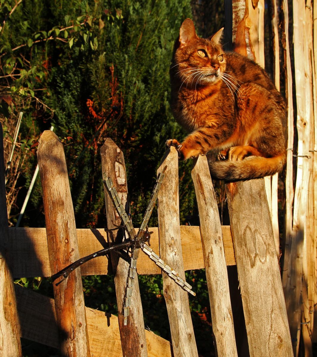 Øyenstikker til vegg 1 stykk 