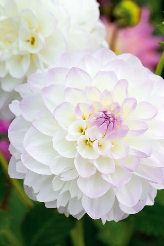 Dahlia Eveline 