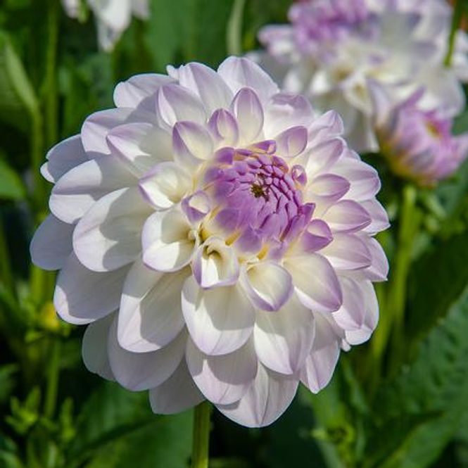 Hovedbilde Dahlia Eveline 