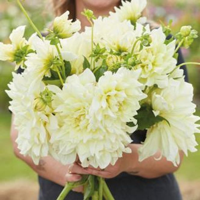 Hovedbilde Dahlia Ice Breaker