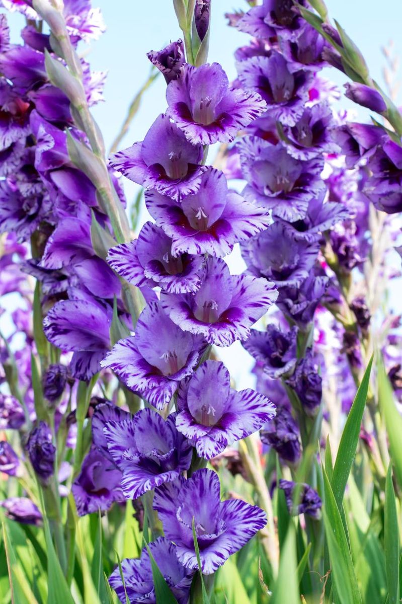 Gladiolus Vista 10 stykk Nyhet