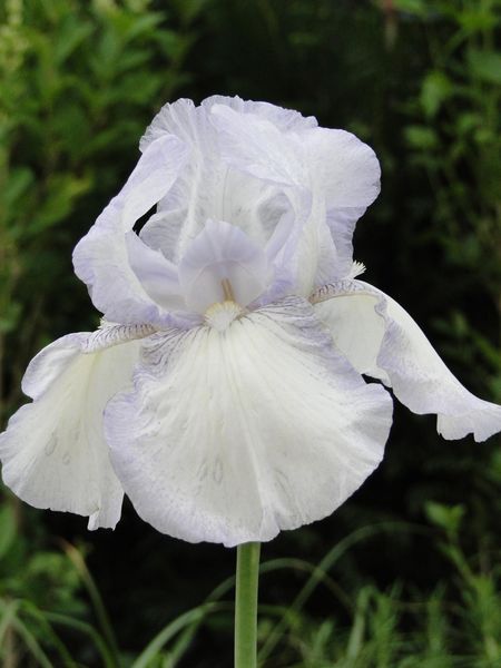 Hovedbilde Iris Germanica English Cottage 1stykk