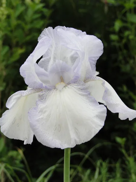 Hovedbilde Iris Germanica English Cottage 1stykk 