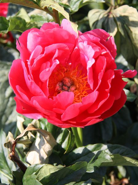 Hovedbilde Paeonia Coral Magic Nyhet