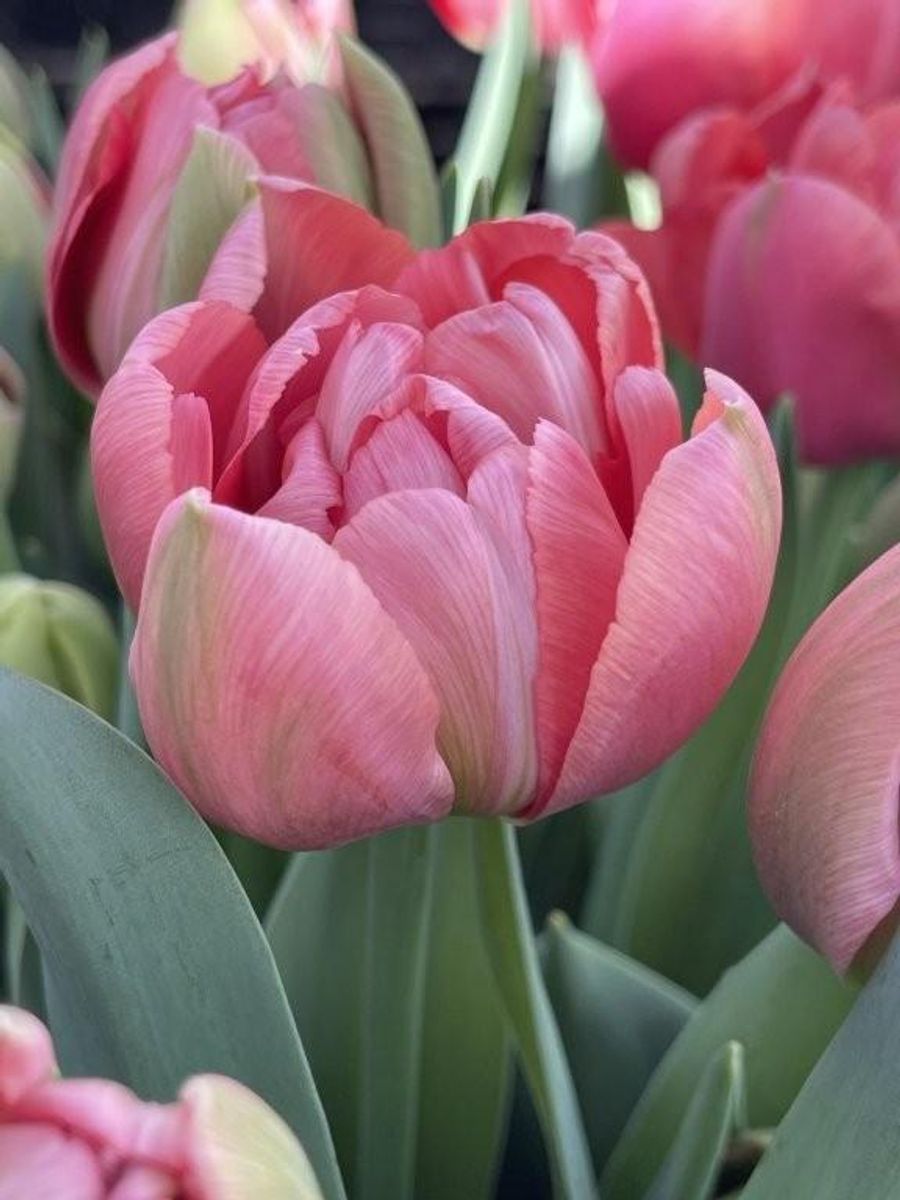 Tulipan Etched Salmon 10 stykk Nyhet