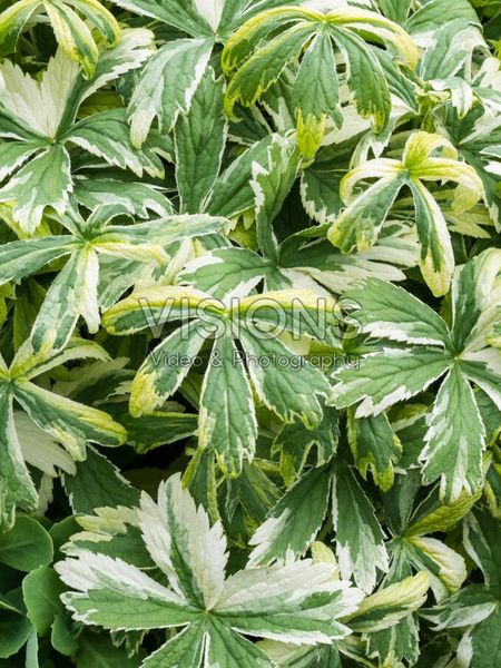 Hovedbilde Astrantia Sunningdale Variegated 1 stykk Nyhet