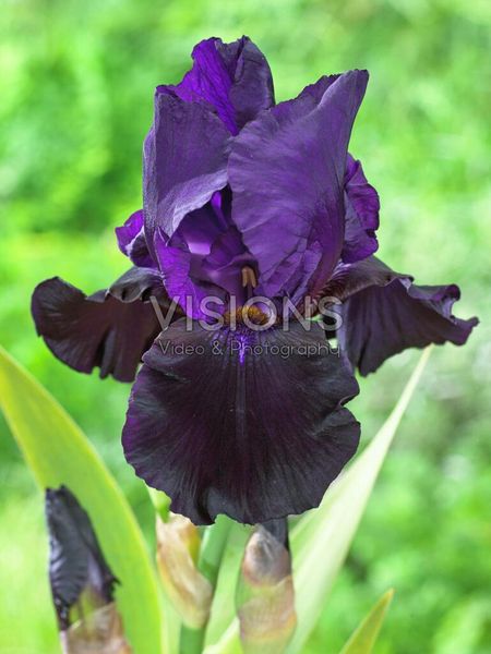 Hovedbilde Iris Germanica Black Market 1 stykk Nyhet 2026