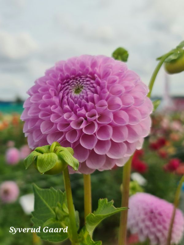 Dahlia Megan Dean