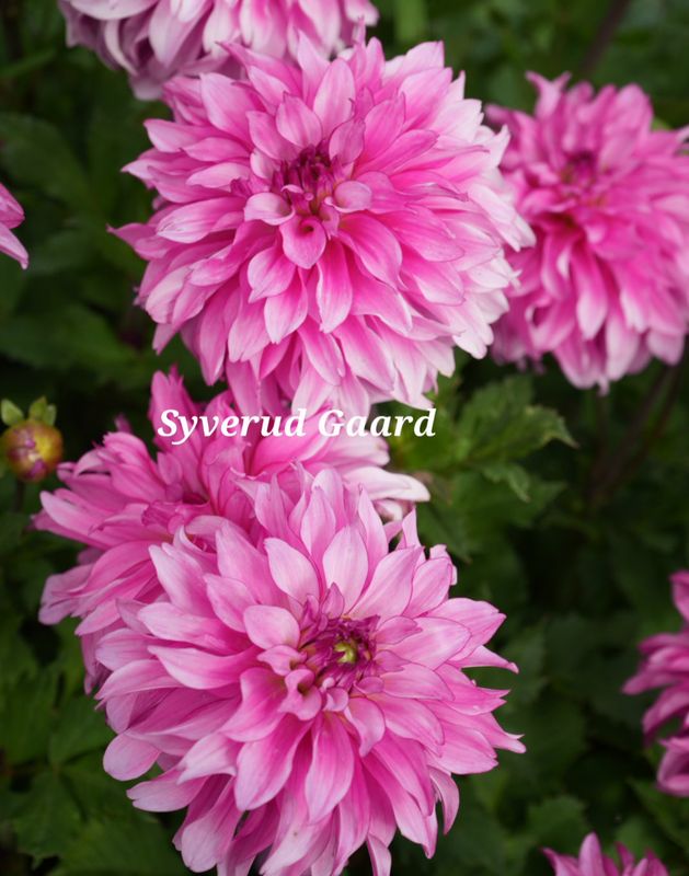 Dahlia Lizz Baaij  Nyhet 2027