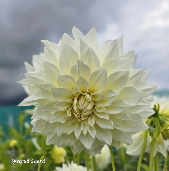 Hovedbilde Dahlia Café Au Lait Supreme