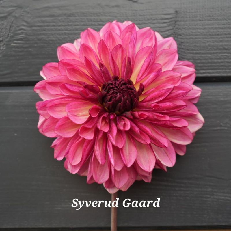 Dahlia Bacardi  