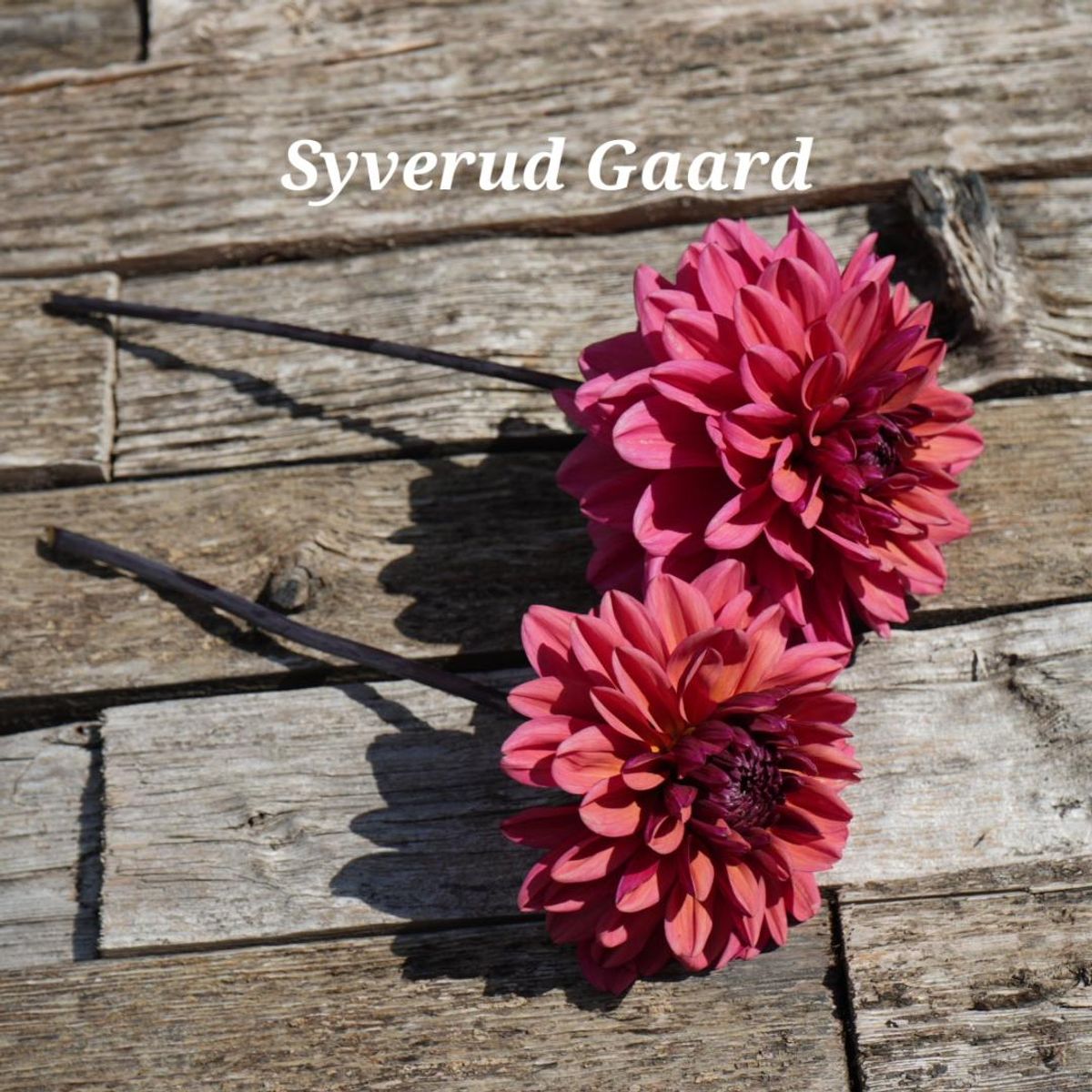 Dahlia Arit Anderson/Klara Zak Nyhet 2025