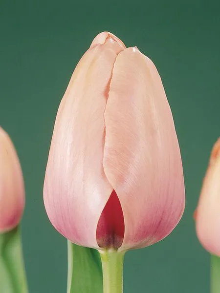 Hovedbilde Tulipan Salmon Impression 10 stykk Nyhet