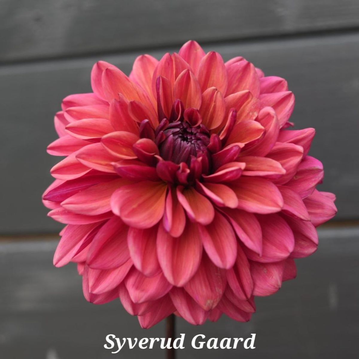 Dahlia Arit Anderson/Klara Zak Nyhet 2025