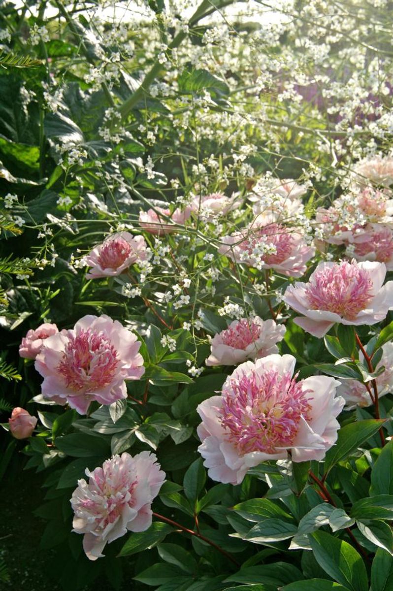 Paeonia Do Tell Nyhet