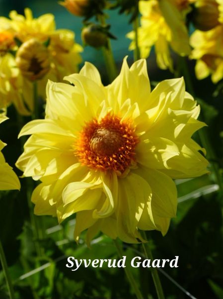 Hovedbilde Dahlia Tournesol Nyhet 2026