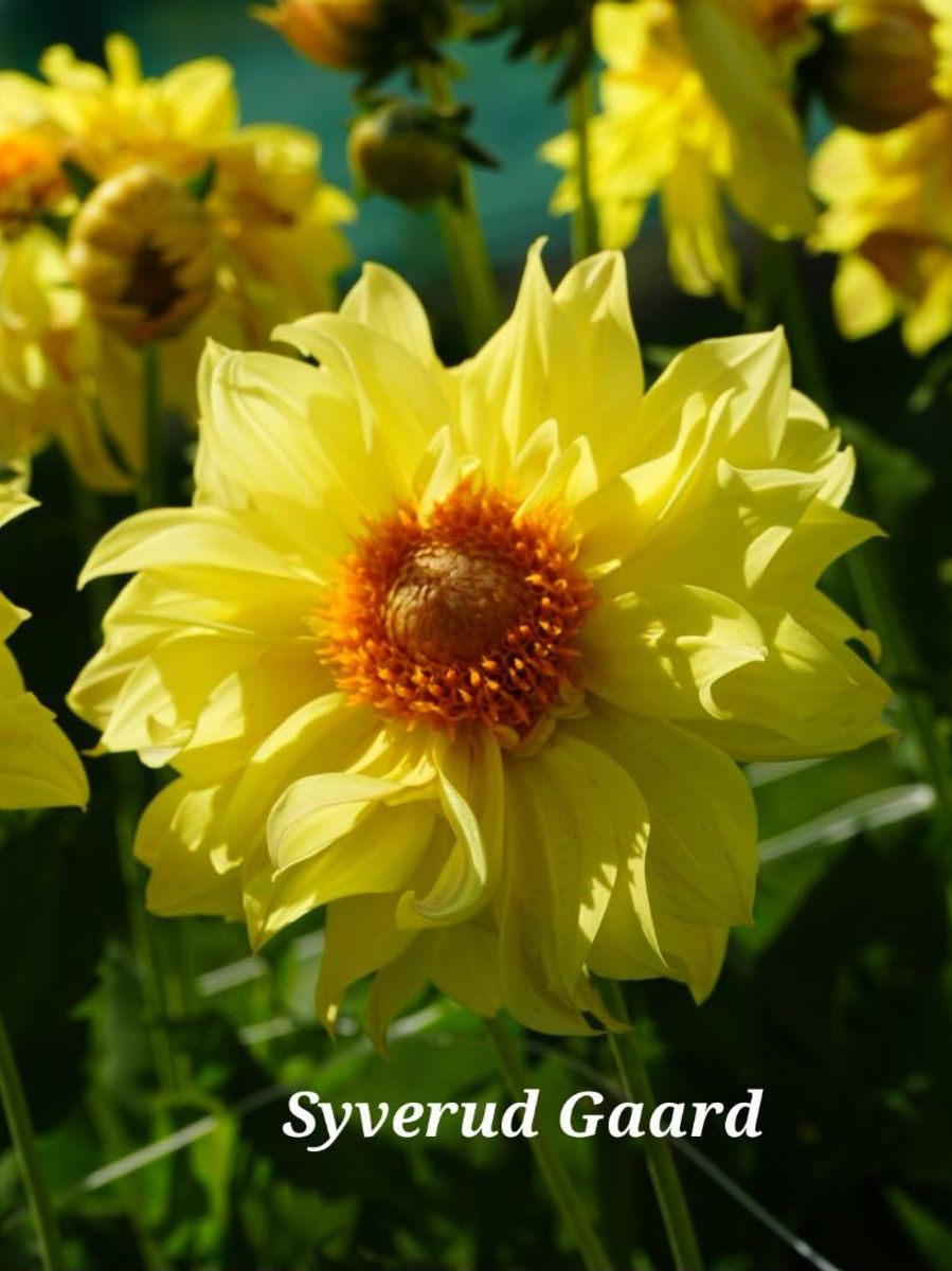 Dahlia Tournesol Nyhet 2026