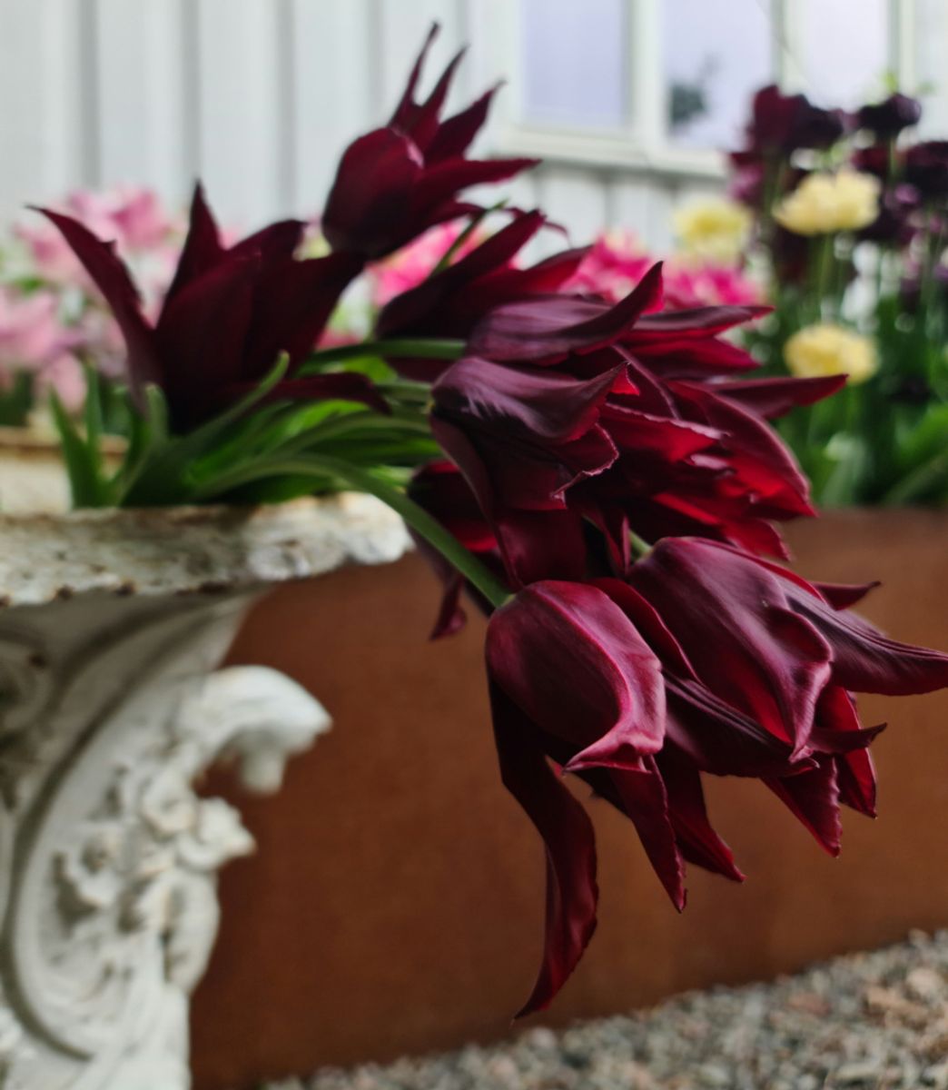 Tulipan Sarah Raven 7 stykk 