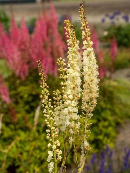 Hovedbilde Actaea Rubifolia Eye Catcher 1 stykk Nyhet