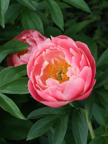 Hovedbilde Paeonia Lovely Rose