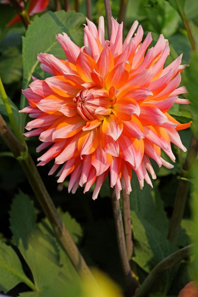 Dahlia Orange Turmoil Nyhet 2026