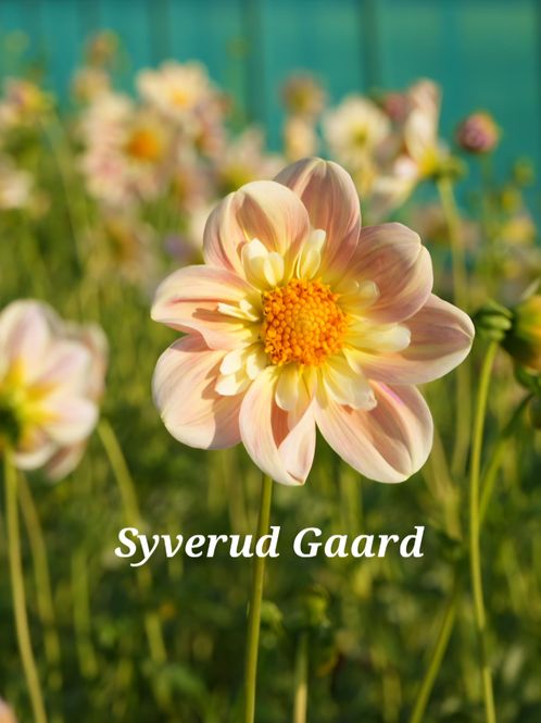 Hovedbilde Dahlia April Heather Nyhet 2027