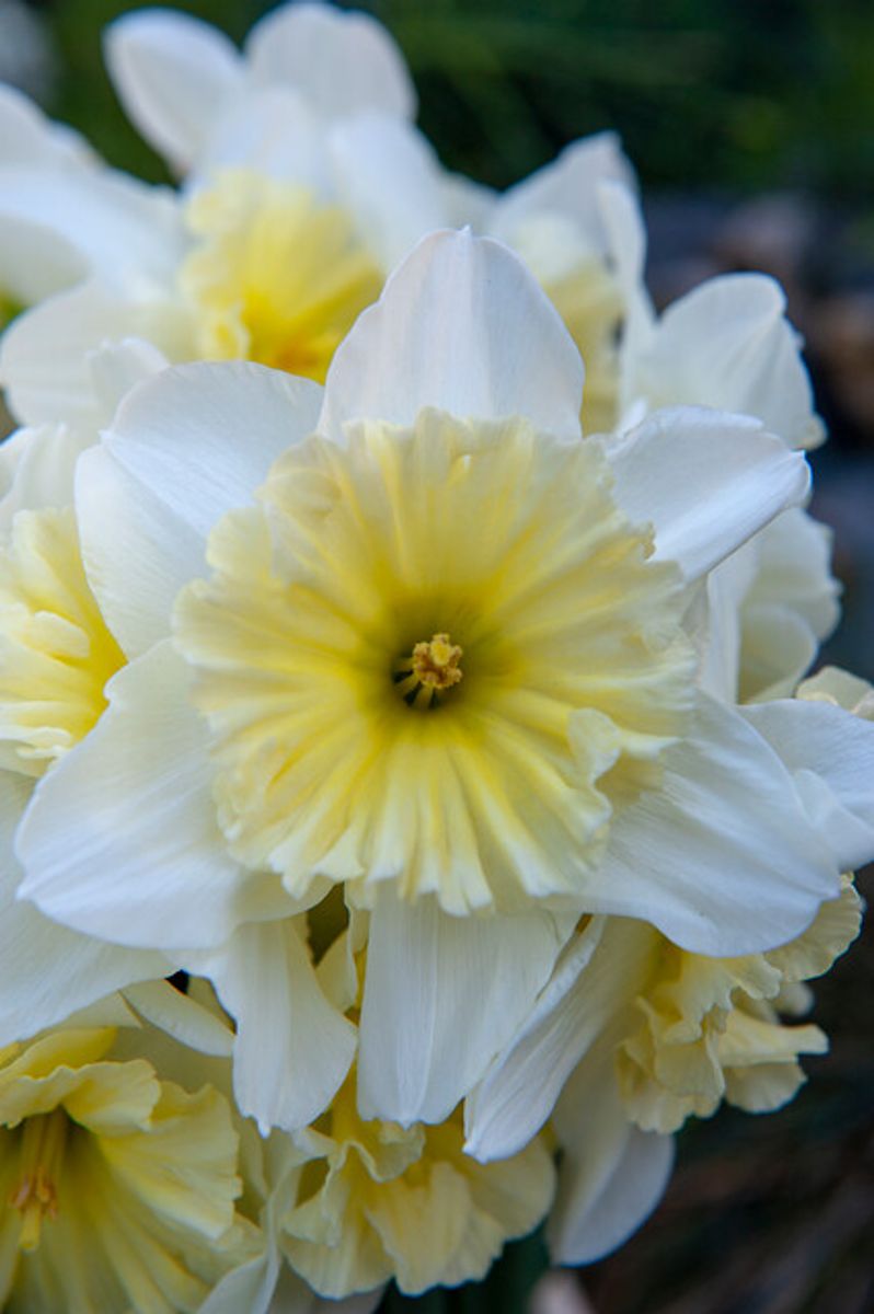 Narcissus Ice Follies 5 pakk