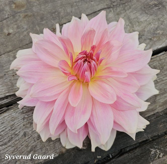 Hovedbilde Dahlia Fairway Pilot 
