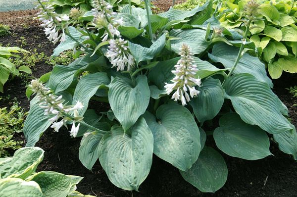Hovedbilde Hosta Blue Angel 1 stykk