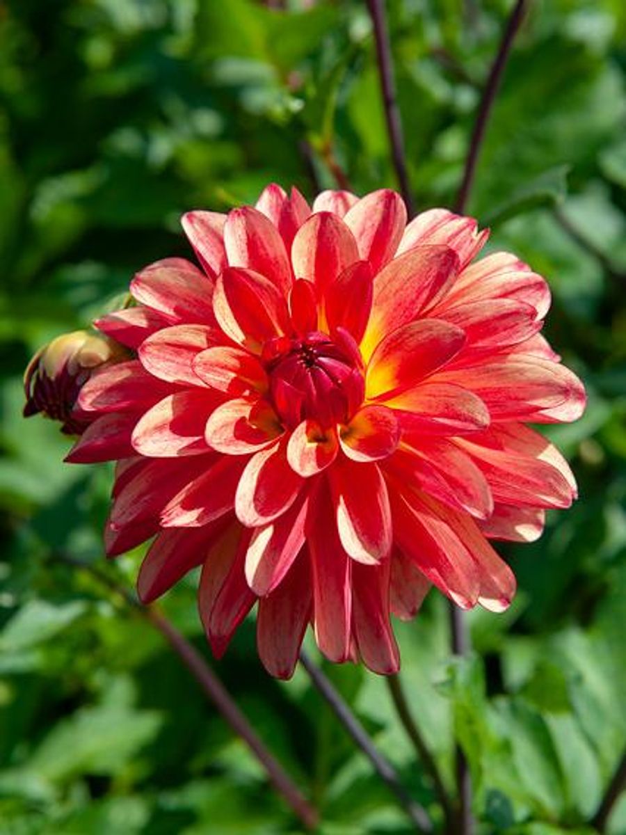 Dahlia Crazy Legs 