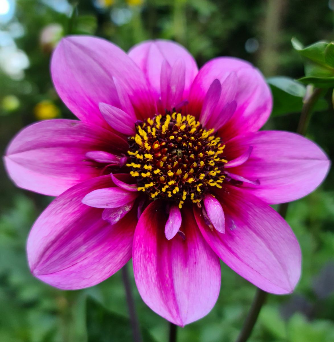 Dahlia Skyfall 