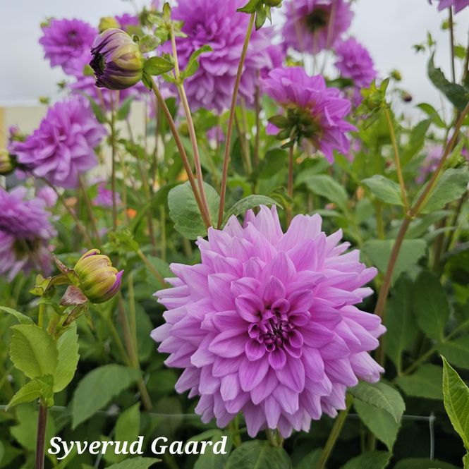 Hovedbilde Dahlia Blue Boy