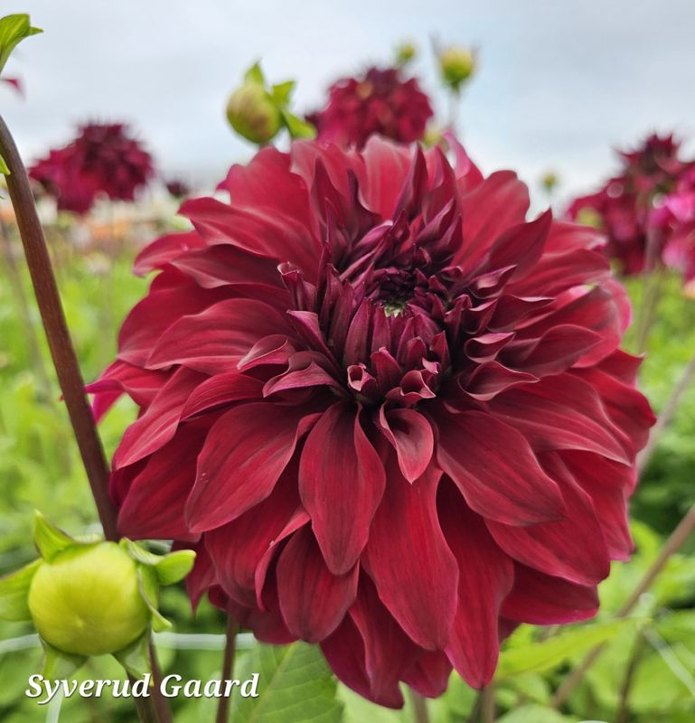 Dahlia Spartacus 