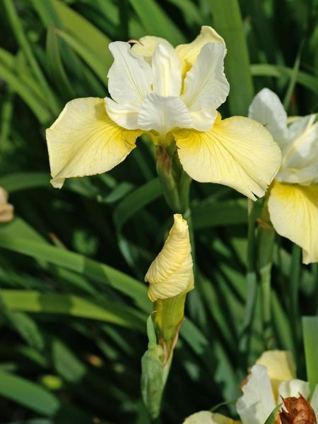 Hovedbilde Iris Sibirica Butter and Sugar 1stykk 