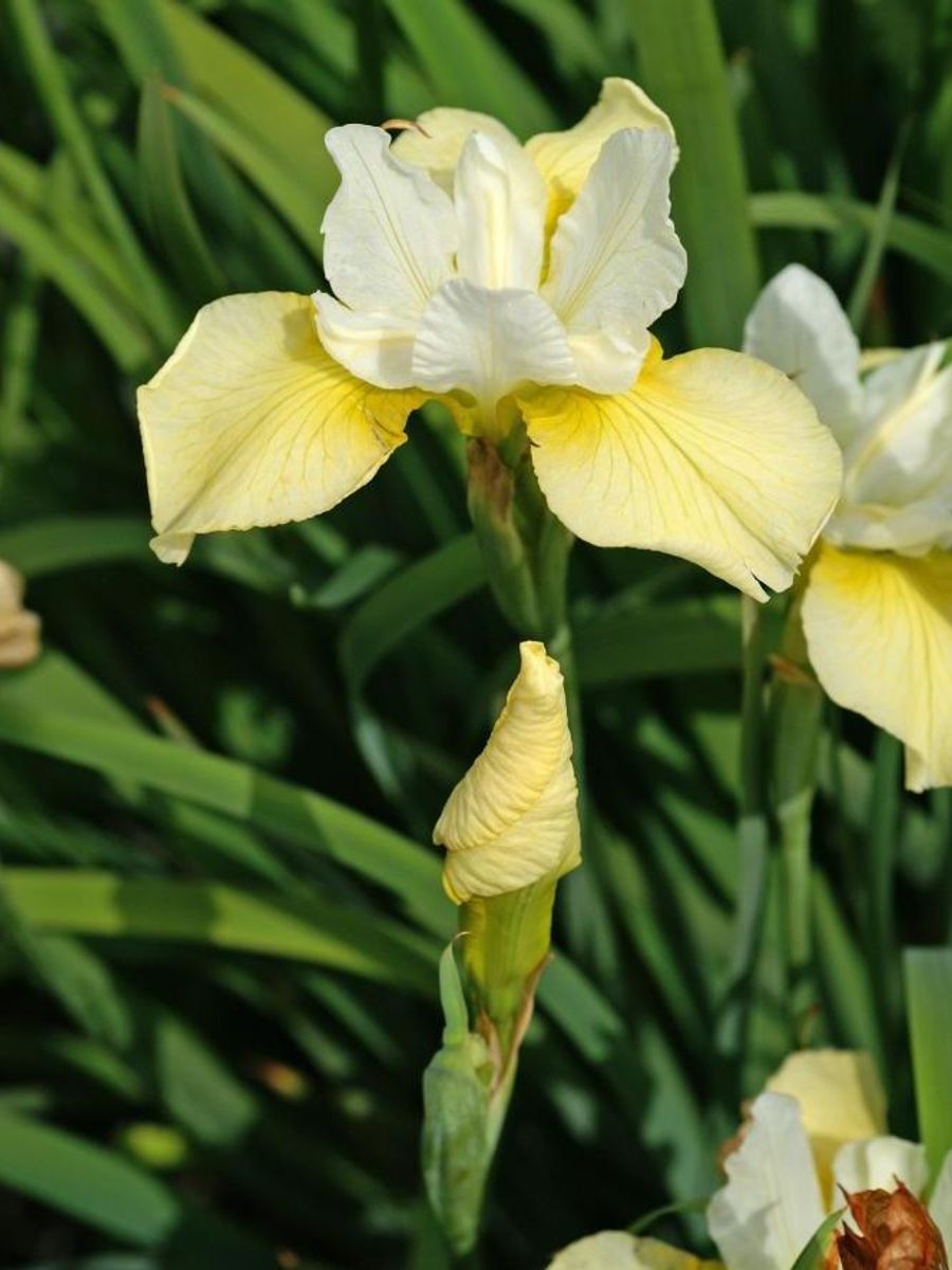 Iris Sibirica Butter and Sugar 1stykk