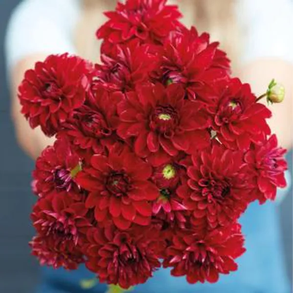 Hovedbilde Dahlia Red Queen 