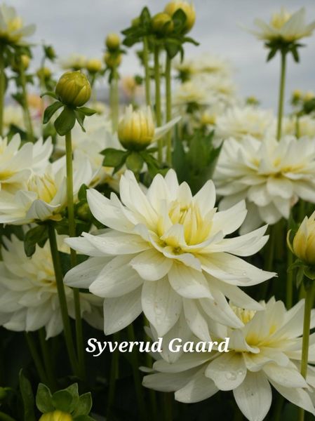 Hovedbilde Dahlia Karma Maarten Zwaan Nyhet 2026