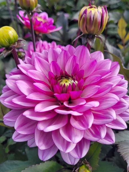 Hovedbilde Dahlia Dark Crystal Nyhet 2026