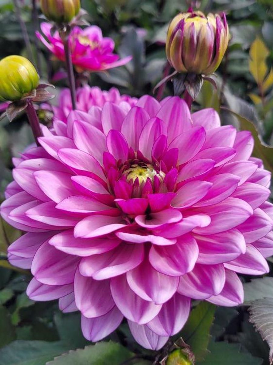 Dahlia Dark Crystal Nyhet 2026